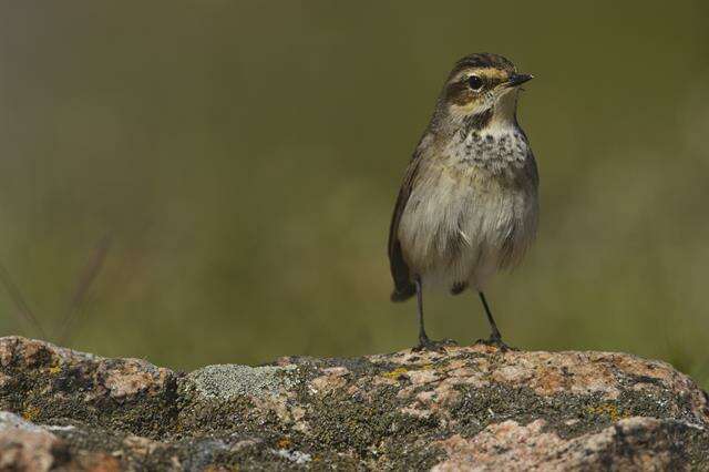 Image of Luscinia svecica svecica (Linnaeus 1758)