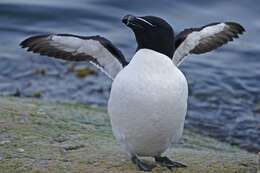 Image of Lesser auk