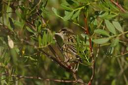 Image of Cisticola Kaup 1829