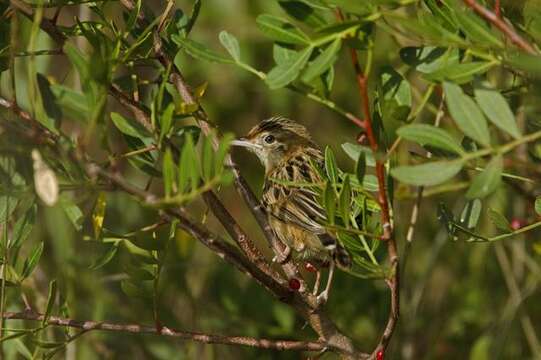 Plancia ëd Cisticola Kaup 1829