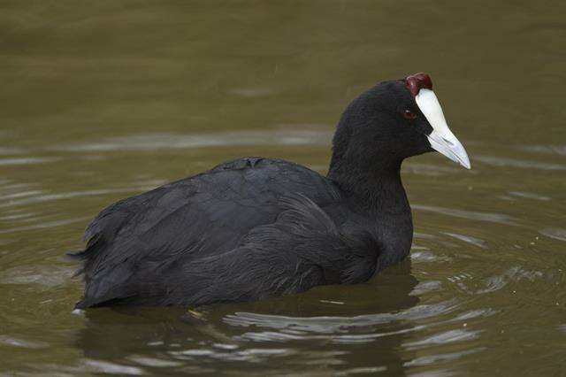 Imagem de Fulica Linnaeus 1758