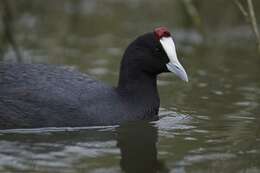 Imagem de Fulica Linnaeus 1758