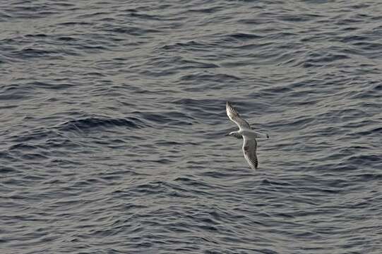 Image of <i>Larus genei</i>