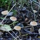 Image of Inocybe flocculosa Sacc. 1887