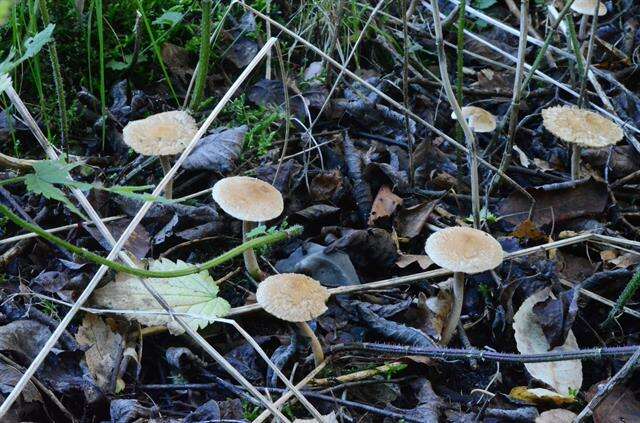 Image of Inocybe flocculosa Sacc. 1887