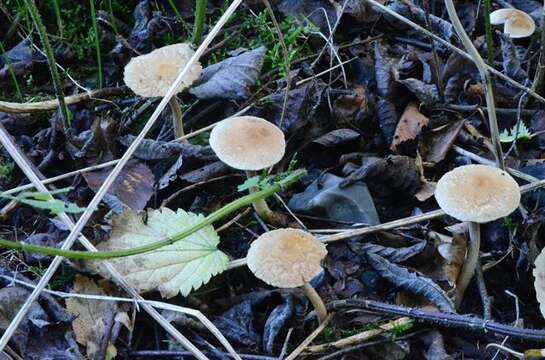 Image of Inocybe flocculosa Sacc. 1887