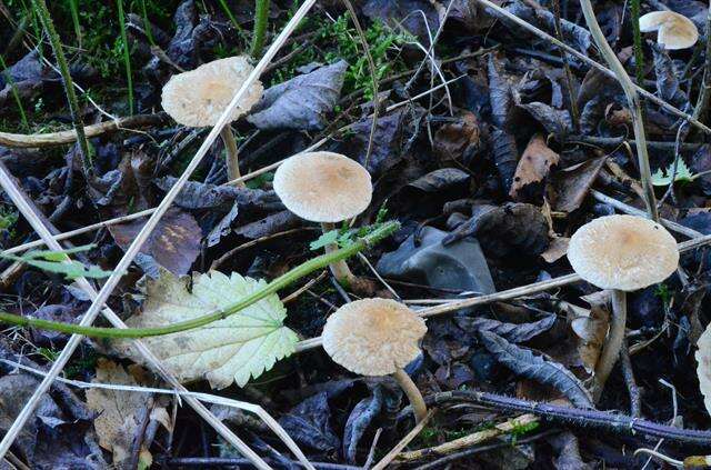 Image of Inocybe flocculosa Sacc. 1887