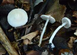 Inocybe geophylla (Bull.) P. Kumm. 1871 resmi