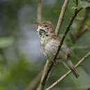 Image of Blyth's Reed Warbler