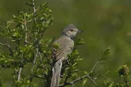 Image of Typical warblers