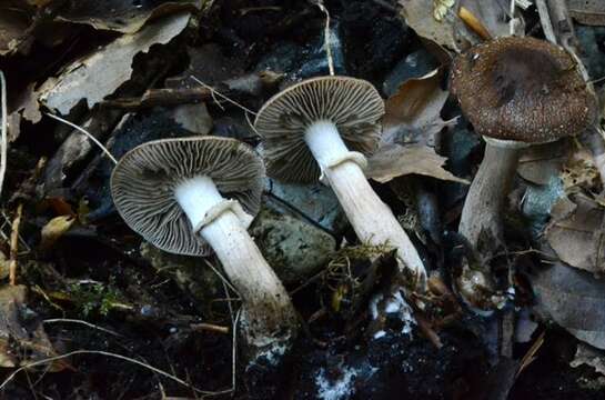 Image of Cyclocybe erebia (Fr.) Vizzini & Matheny 2014