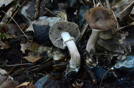 Image of Cyclocybe erebia (Fr.) Vizzini & Matheny 2014