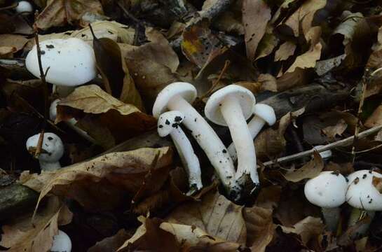 Image of Hygrophorus