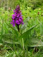 Image of Dactylorhiza majalis subsp. majalis