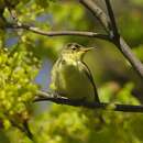 Image of Icterine Warbler