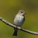 Image of Spotted Flycatcher