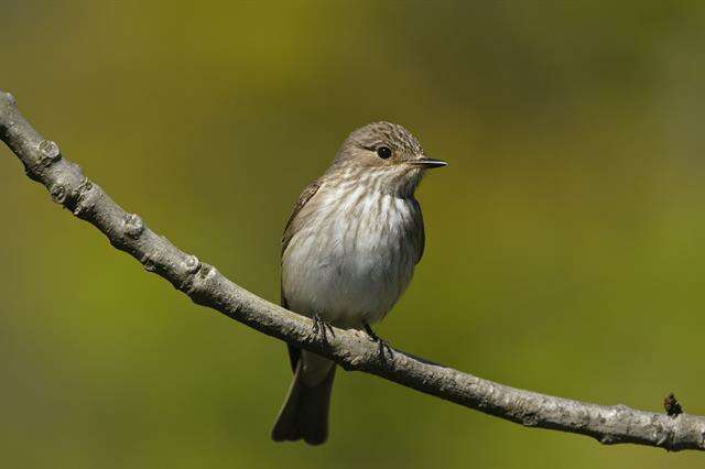 Image of Muscicapa Brisson 1760