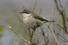 Image of Typical warblers