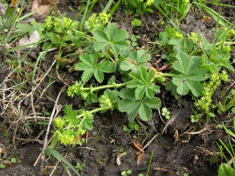 صورة Alchemilla glaucescens Wallr.