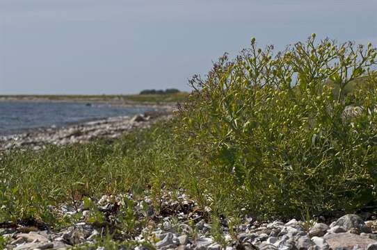 Image of crambe