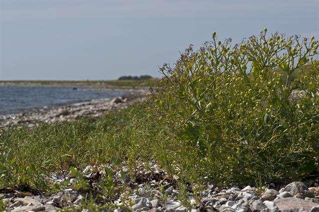 Image of crambe