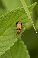 Image of <i>Phyllobrotica quadrimaculata</i>