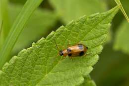 Image of <i>Phyllobrotica quadrimaculata</i>