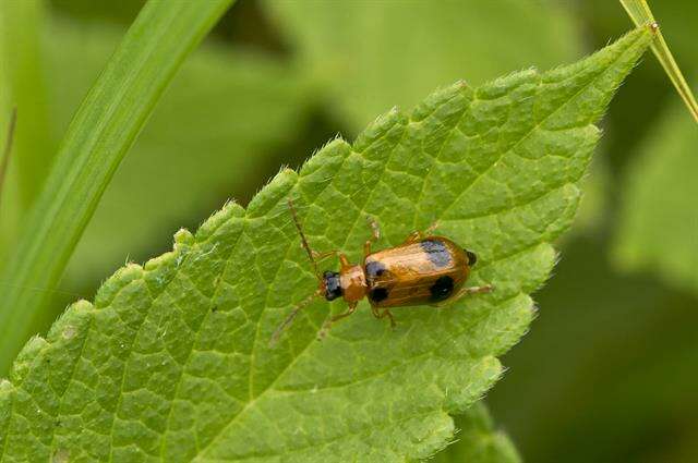 Image of <i>Phyllobrotica quadrimaculata</i>