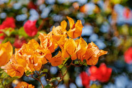 Слика од Bougainvillea