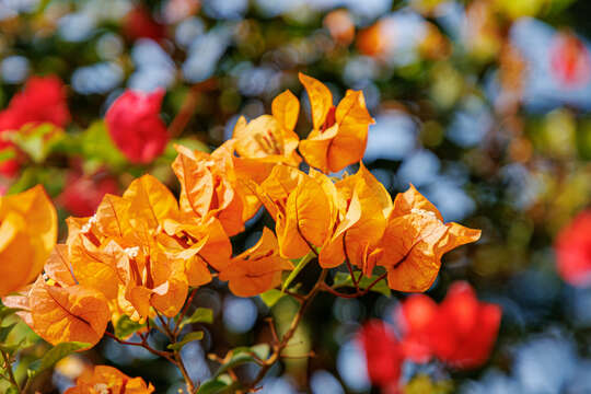 Слика од Bougainvillea