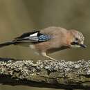 Image of Eurasian Jay