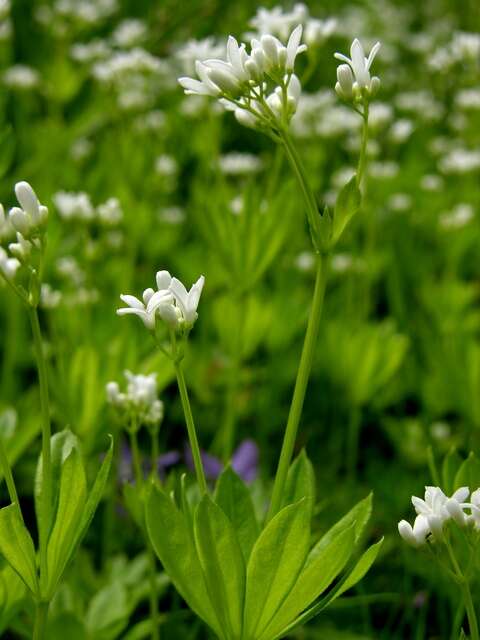 Image of bedstraw