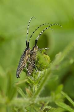 Image of Agapanthia