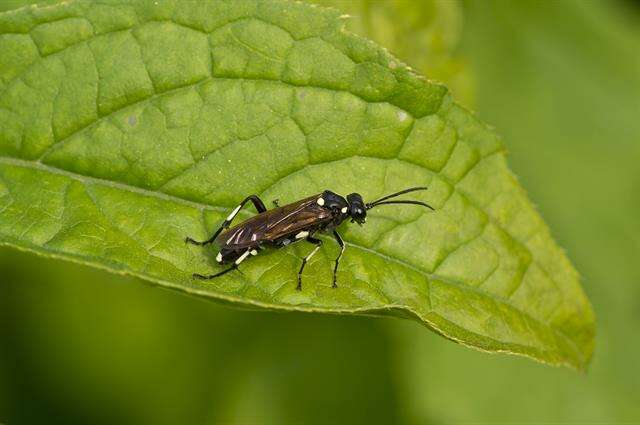 Image of <i>Macrophya duodecimpunctata</i>