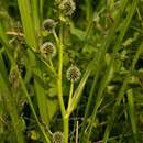 Image of Branched Bur-reed