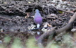 Image of Gray-fronted Quail-Dove