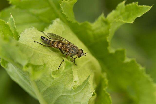 Image of Stiletto flies