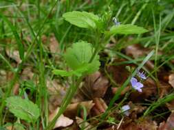 Image of Wood speedwell