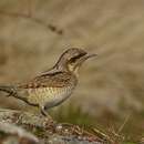 Image of wryneck, eurasian wryneck