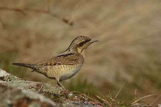Image of Wryneck