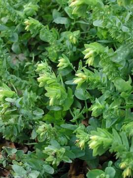 Image of honeywort