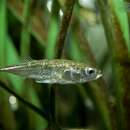 Image of Three-spined stickleback