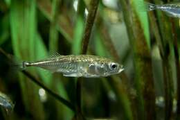 Image of sticklebacks