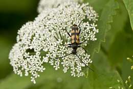 Image of Leptura