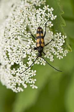 Image of Leptura