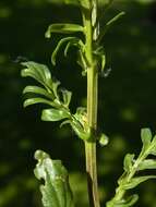 Image of Winter Cress