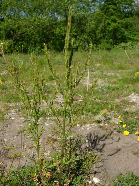 Image of Winter Cress