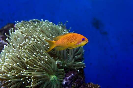 Image of Pseudanthias