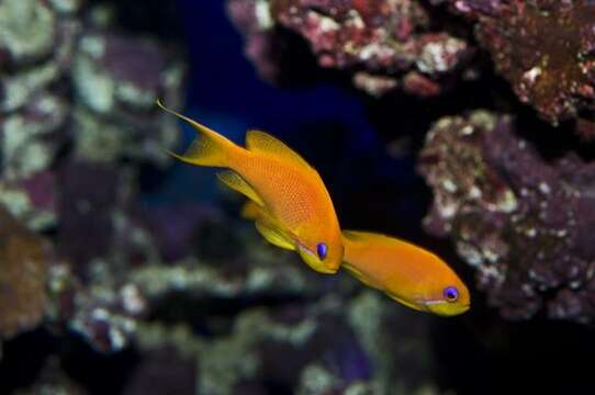 Image of Pseudanthias