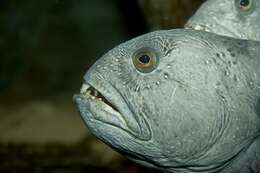 Image of perch-like fish